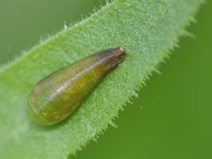 Episyrphus balteatus